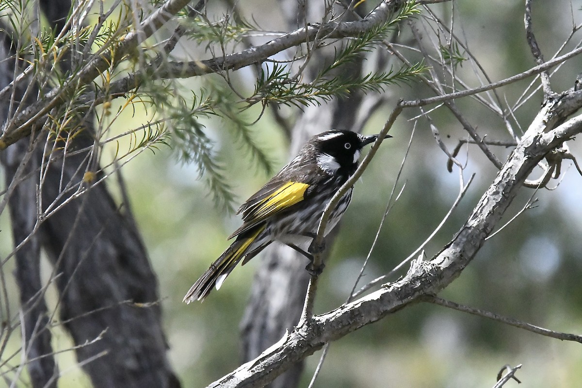 New Holland Honeyeater - ML645881257