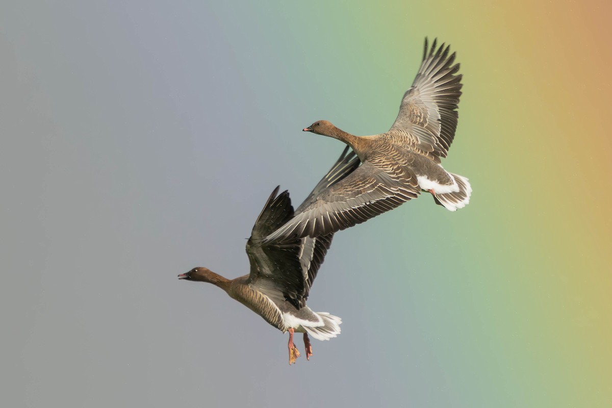 Pink-footed Goose - ML645881258