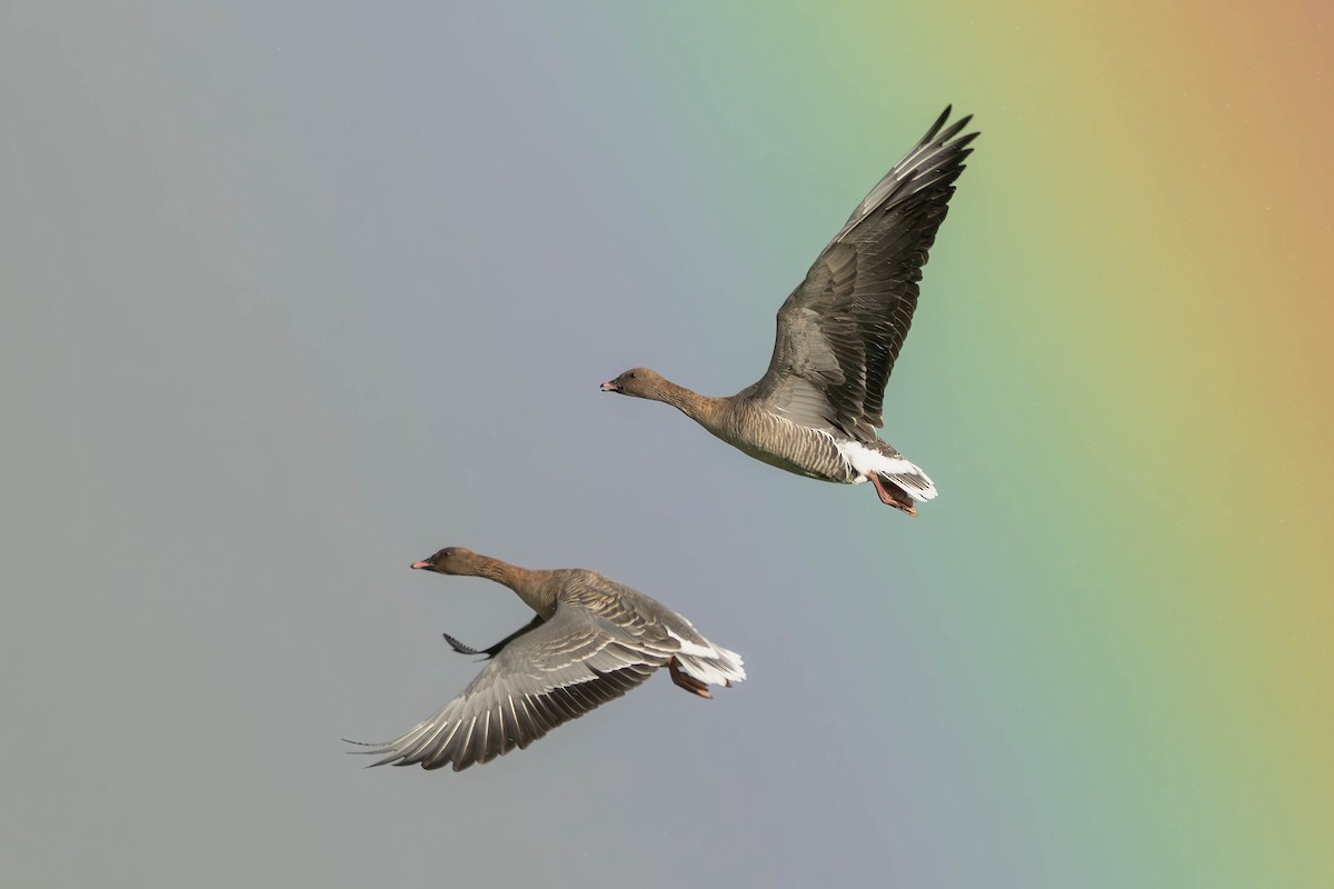 Pink-footed Goose - ML645881259