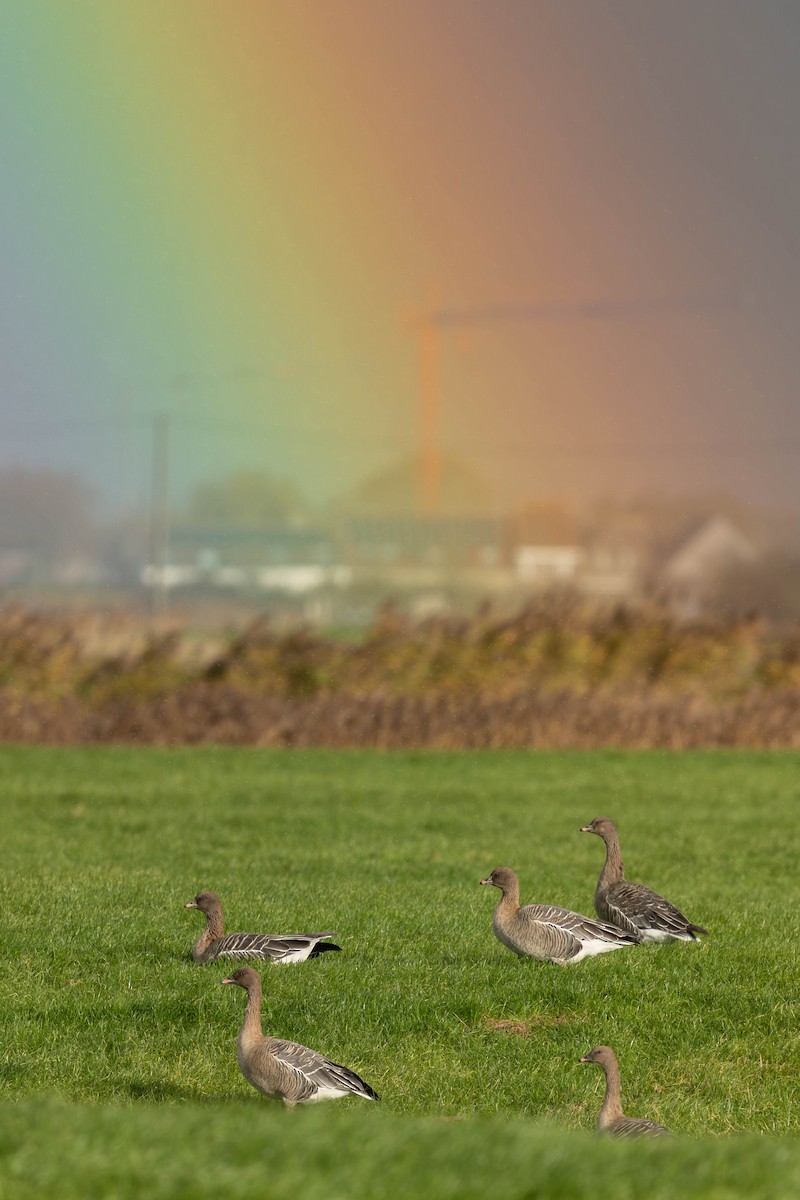 Pink-footed Goose - ML645881260