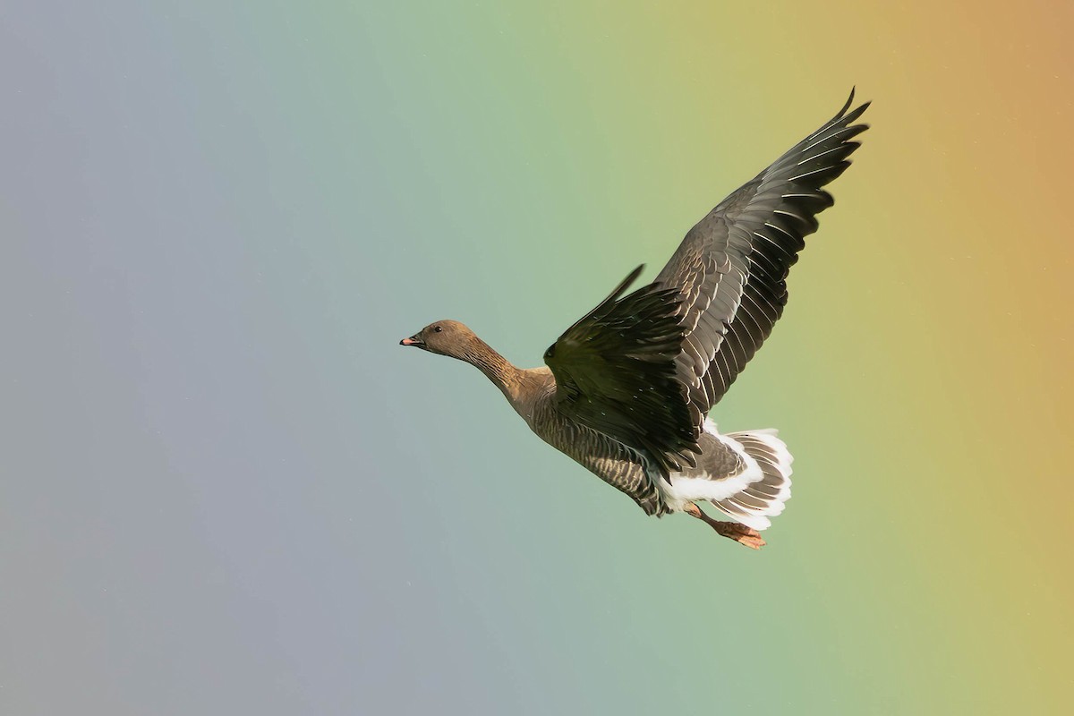 Pink-footed Goose - ML645881261
