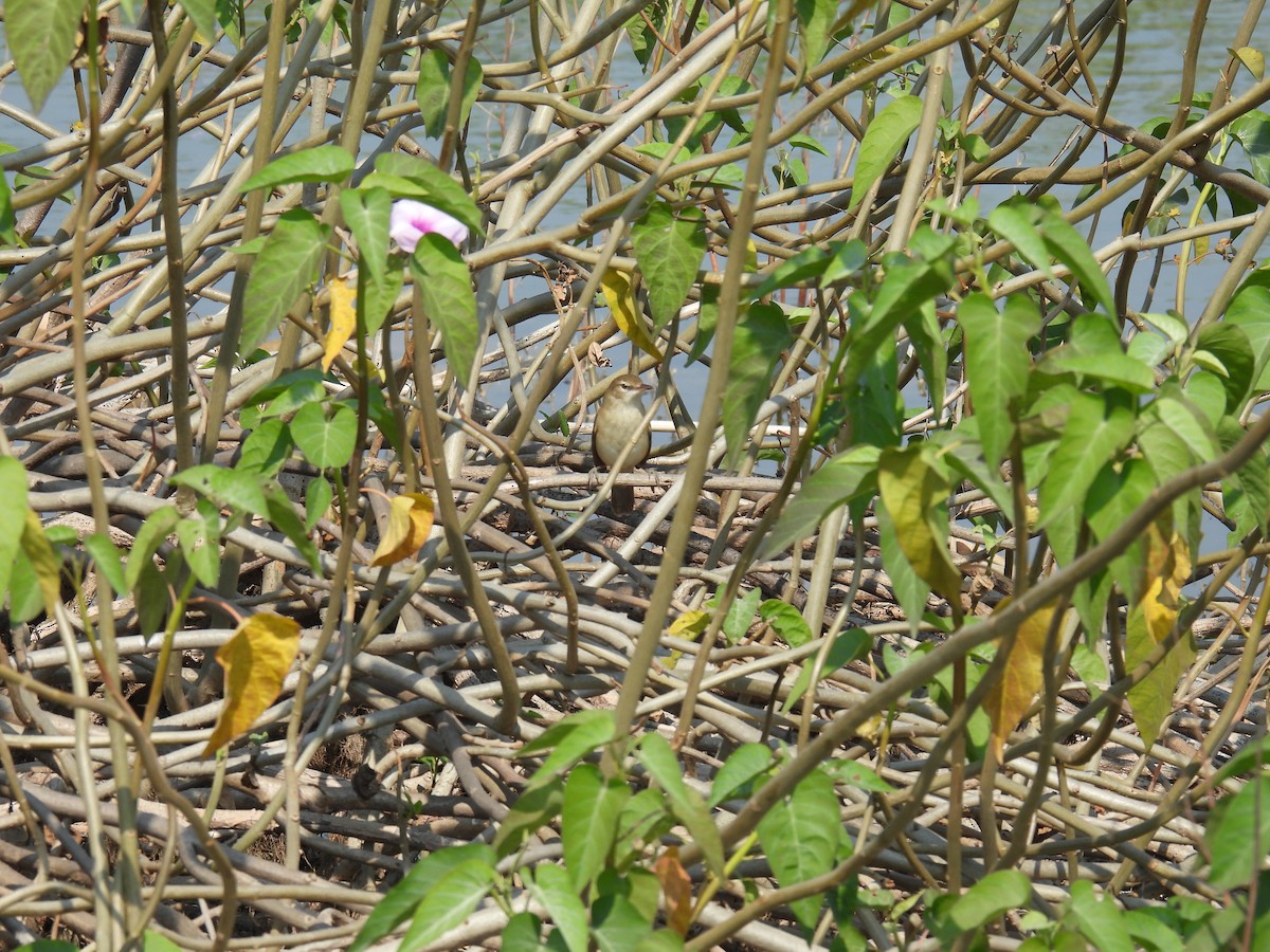 Paddyfield Pipit - ML645881264