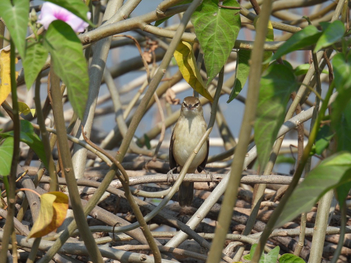 Paddyfield Pipit - ML645881265