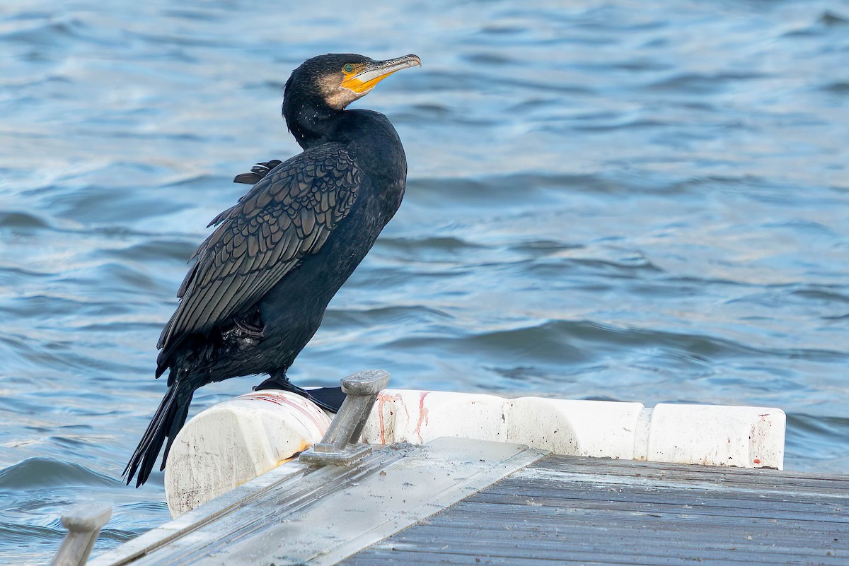 Great Cormorant (North Atlantic) - ML645881266