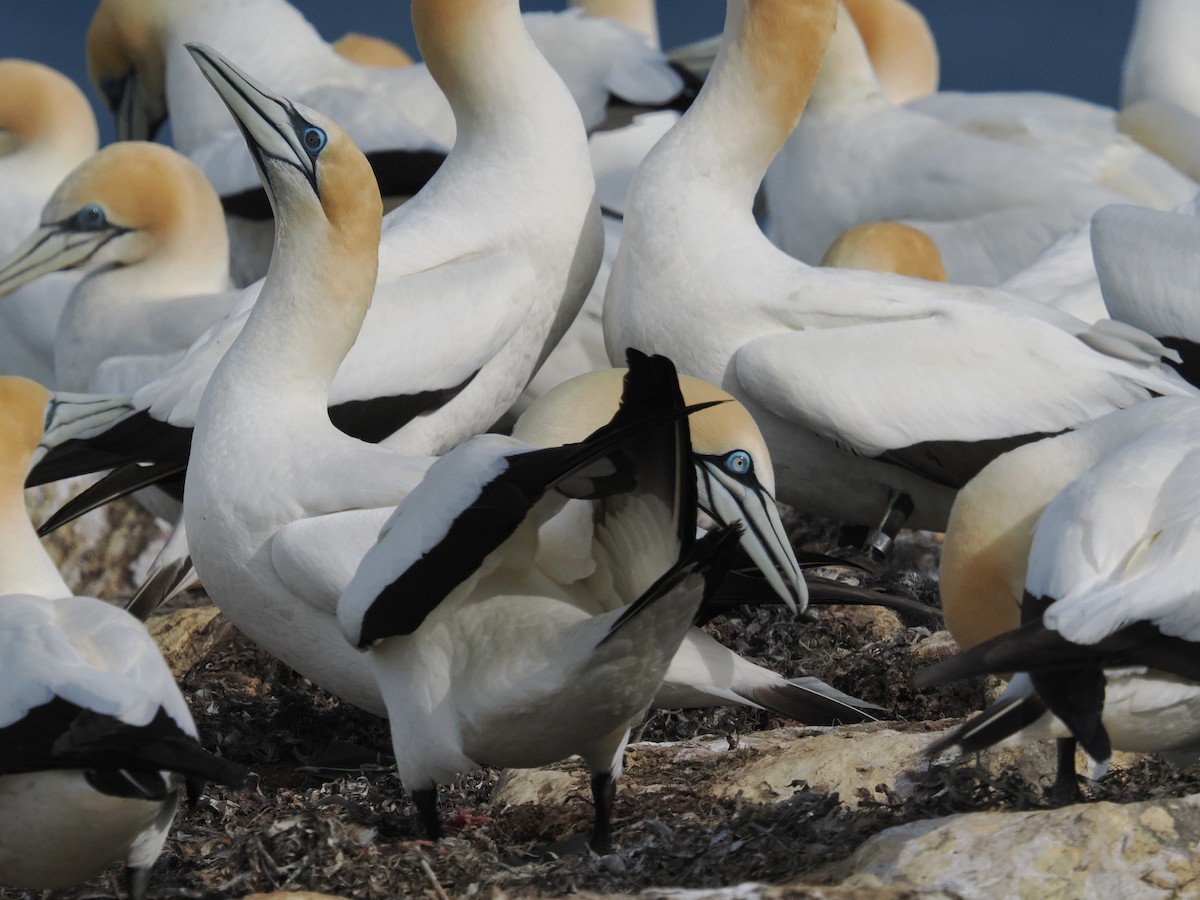 Cape Gannet - ML645881273