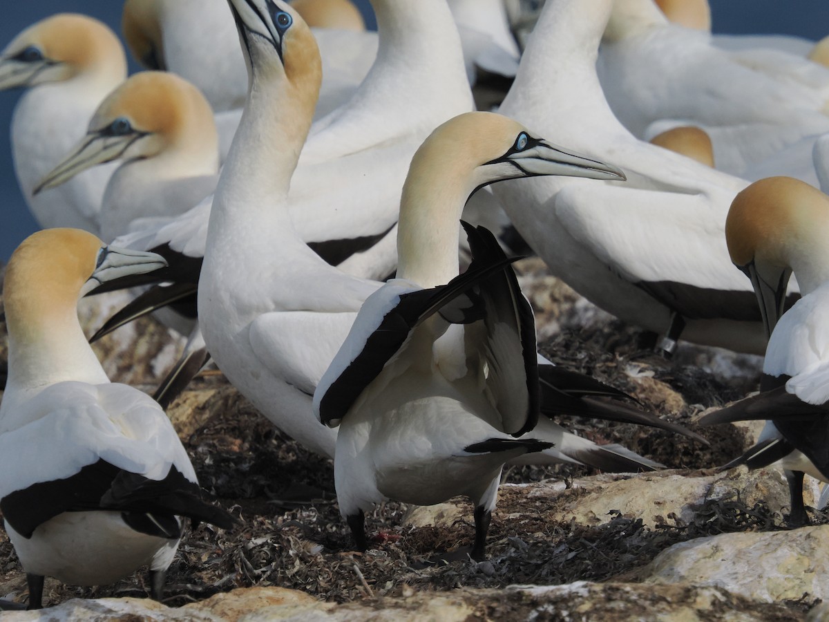 Cape Gannet - ML645881274