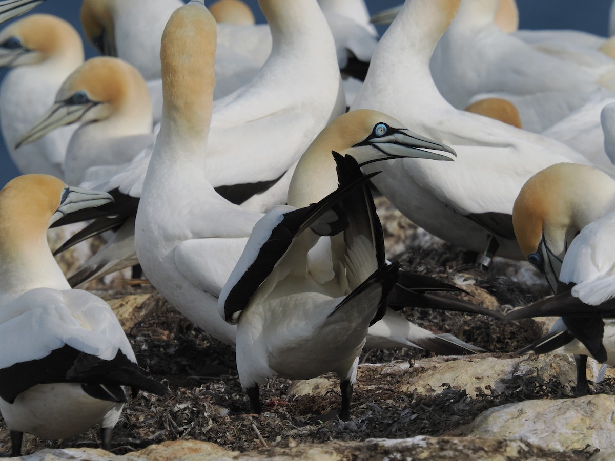 Cape Gannet - ML645881275