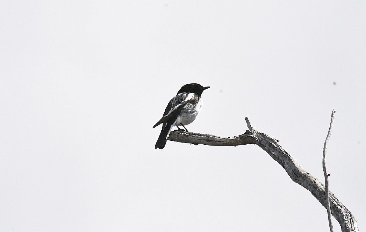 Hooded Robin - ML645881279