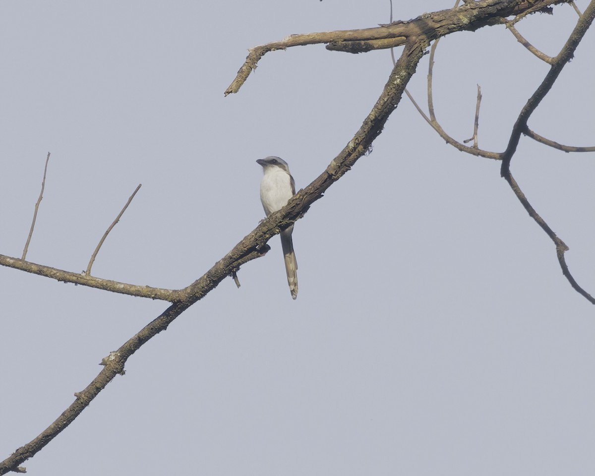 Alcaudón de Mackinnon - ML645881281