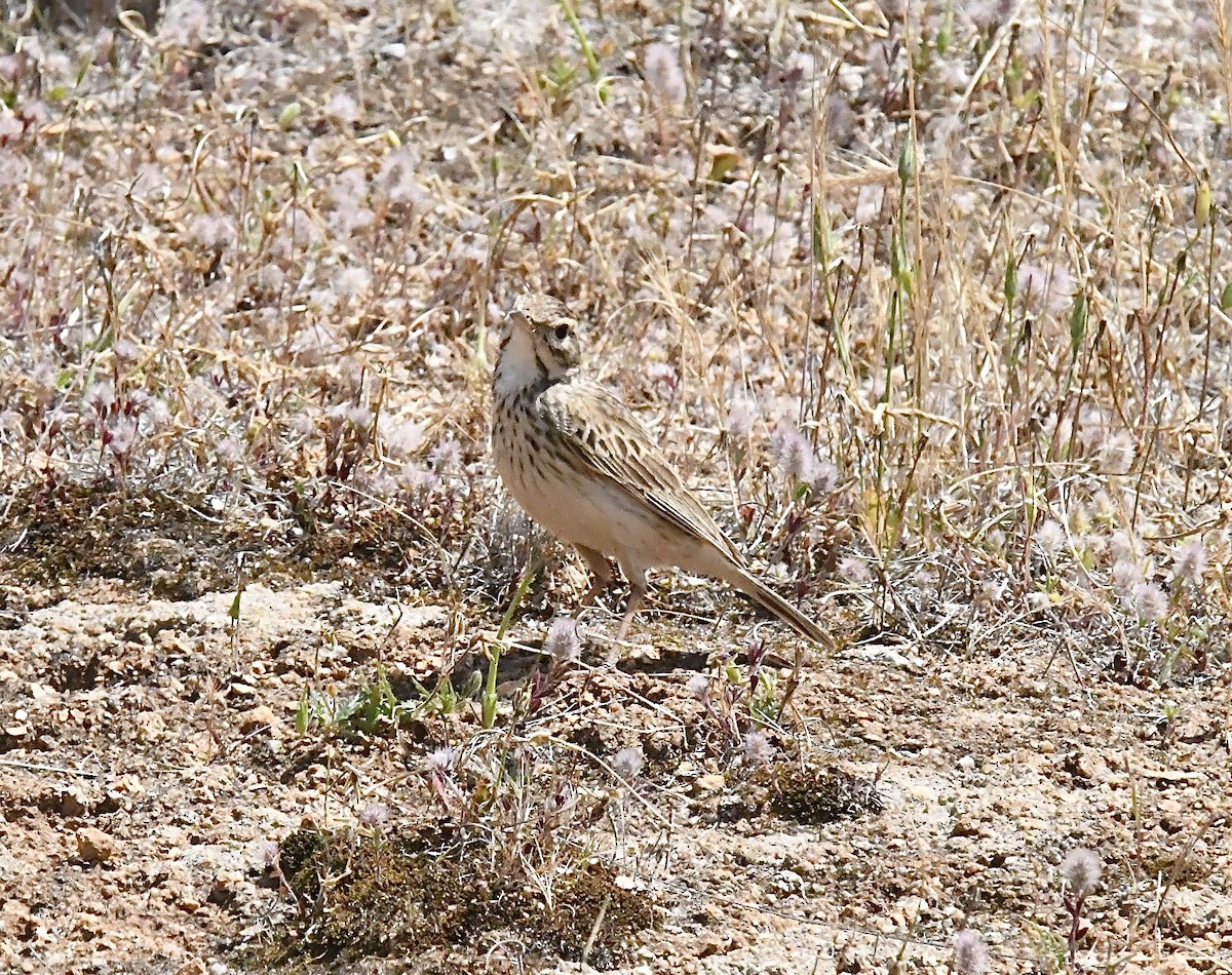 Australian Pipit - ML645881283