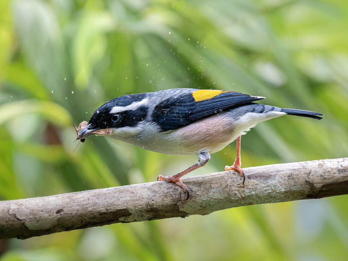 White-browed Shrike-Babbler - ML645881285