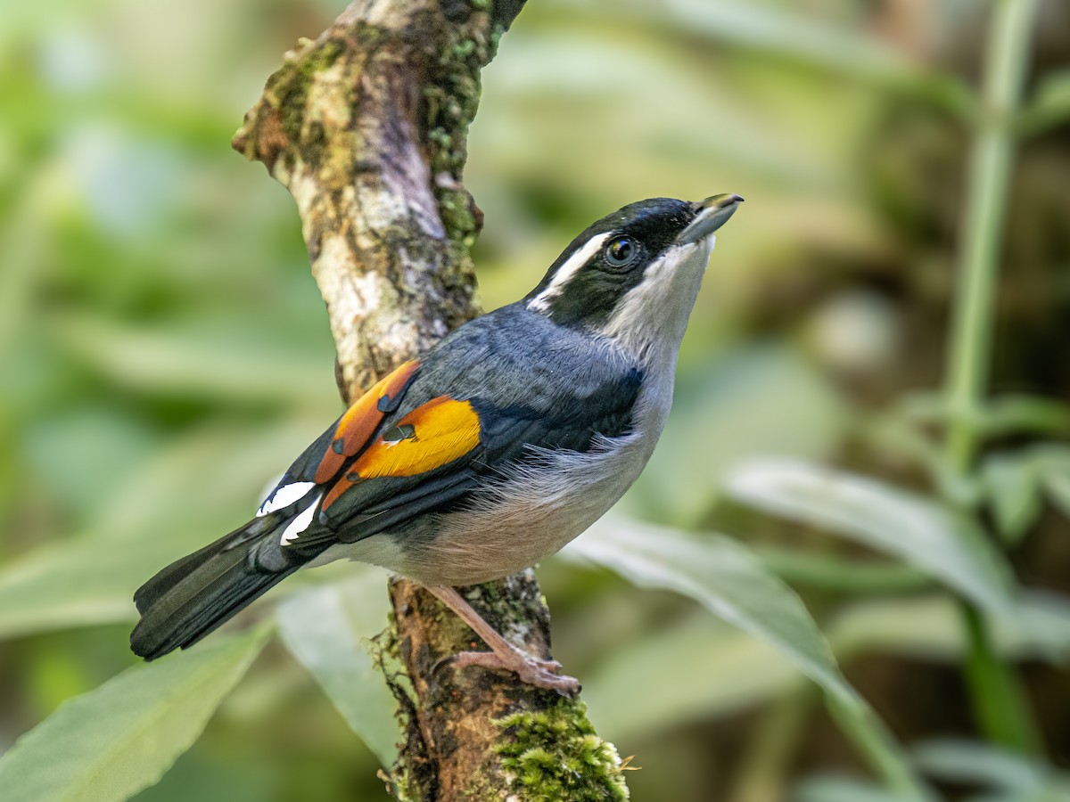 White-browed Shrike-Babbler - ML645881286