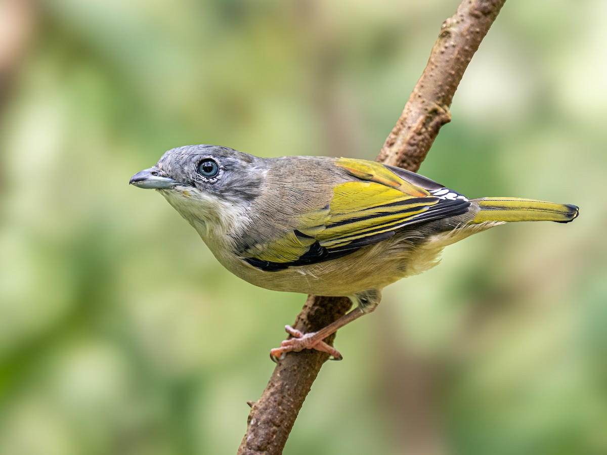 White-browed Shrike-Babbler - ML645881287