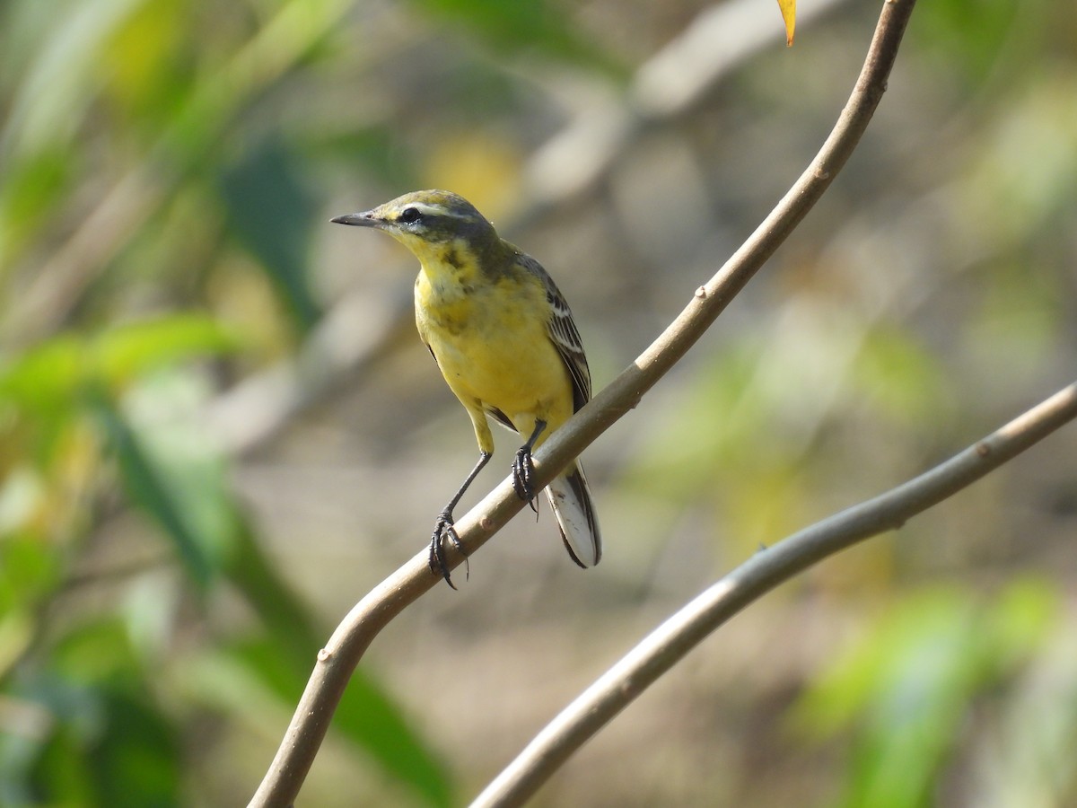 Western Yellow Wagtail - ML645881289