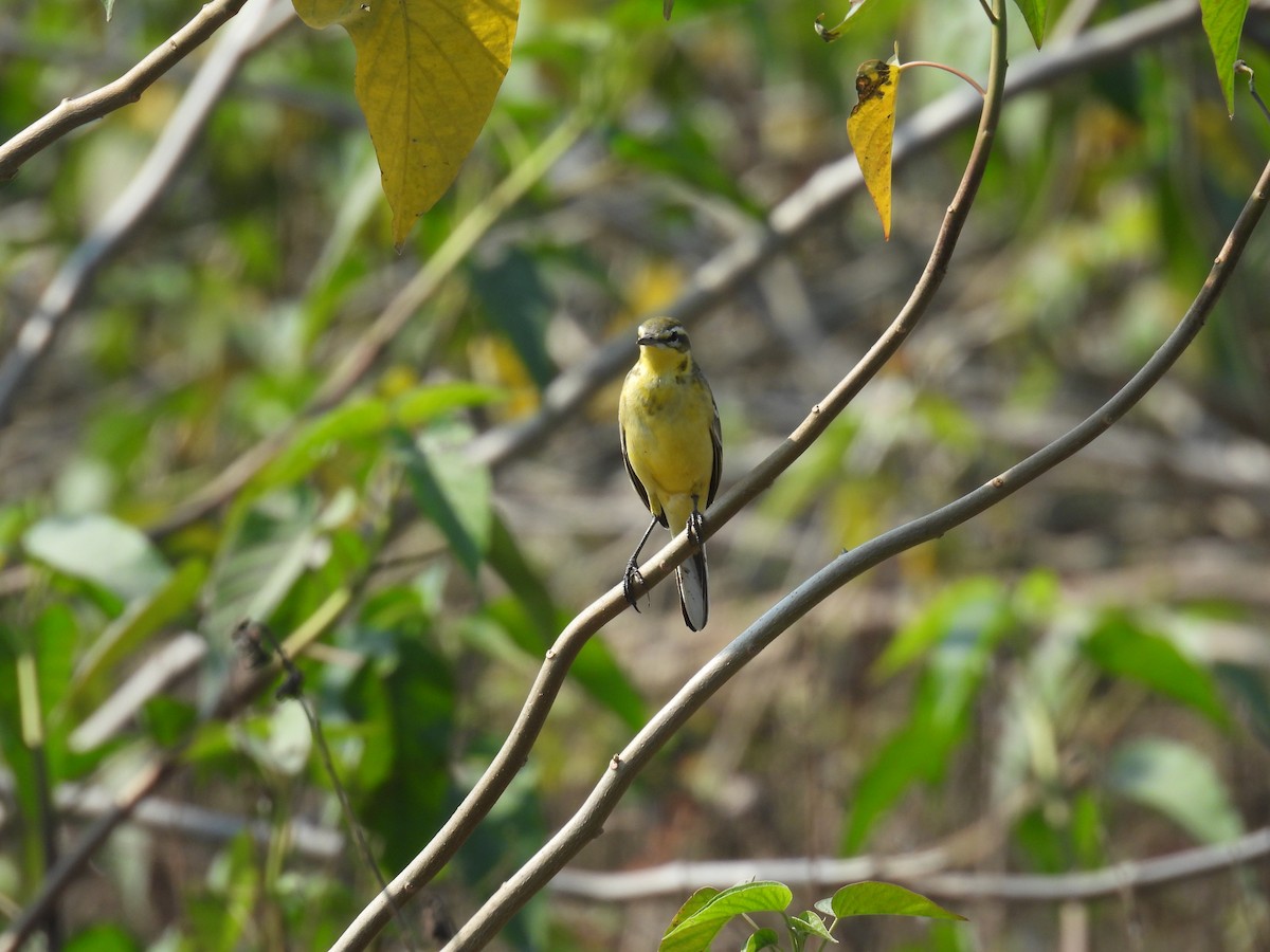 Western Yellow Wagtail - ML645881290