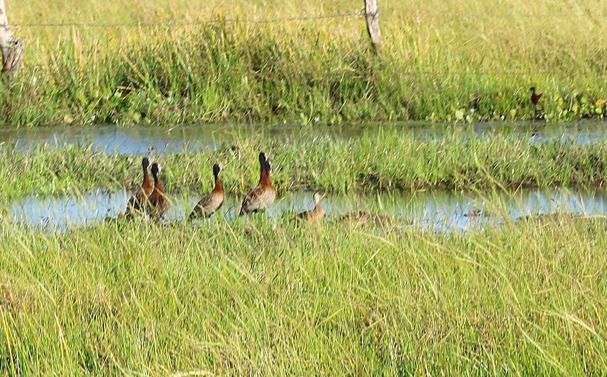 Brazilian Teal - ML645881295