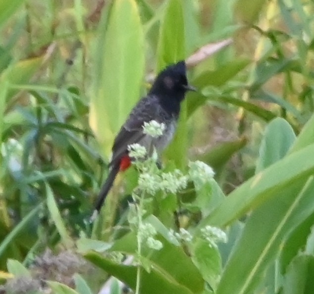 Red-vented Bulbul - ML645881296