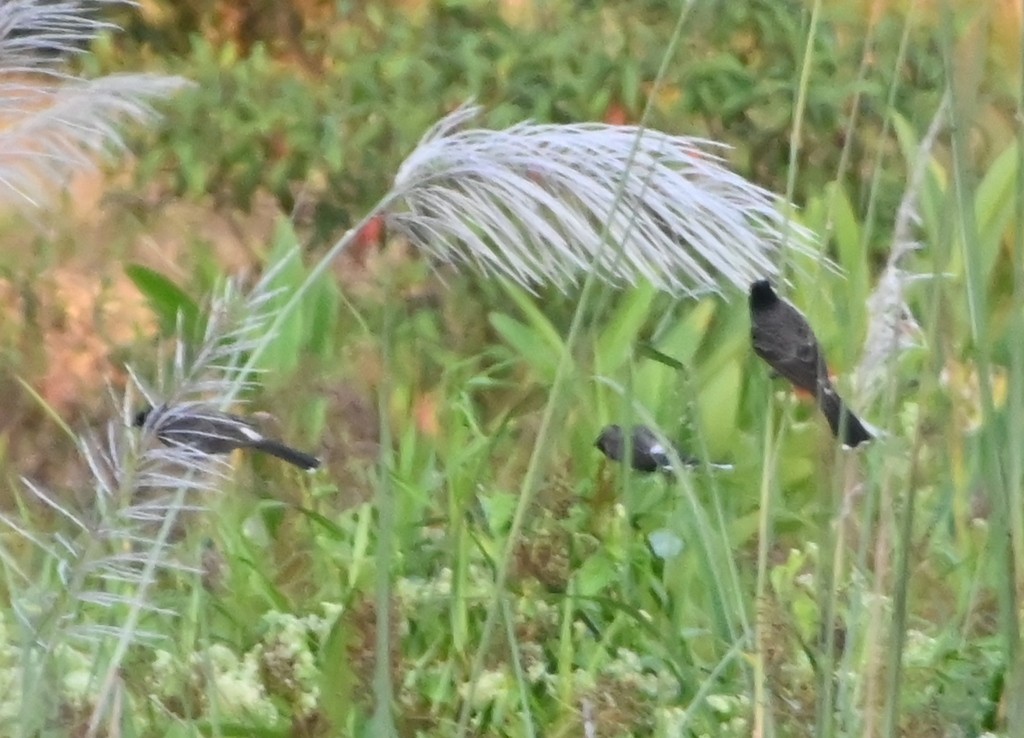 Red-vented Bulbul - ML645881297