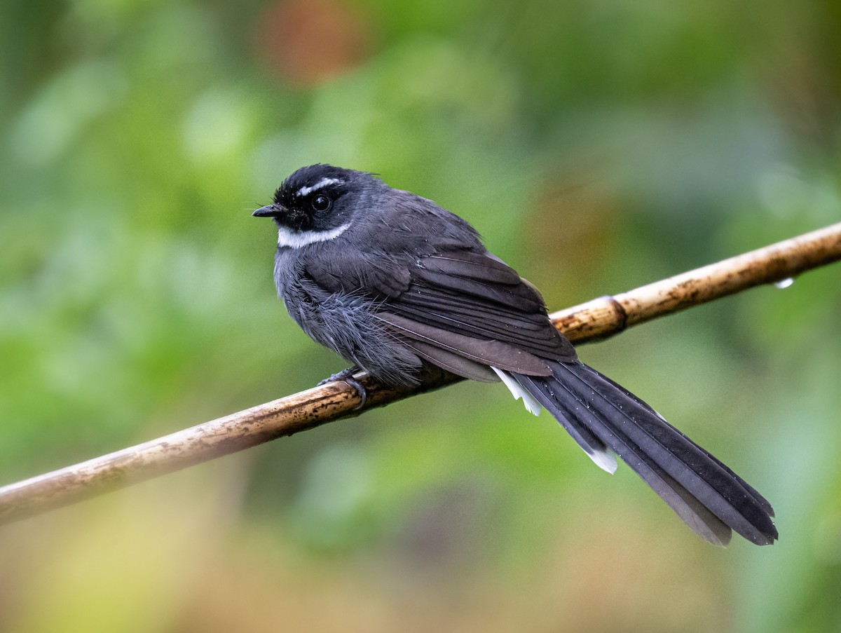 White-throated Fantail - ML645881298