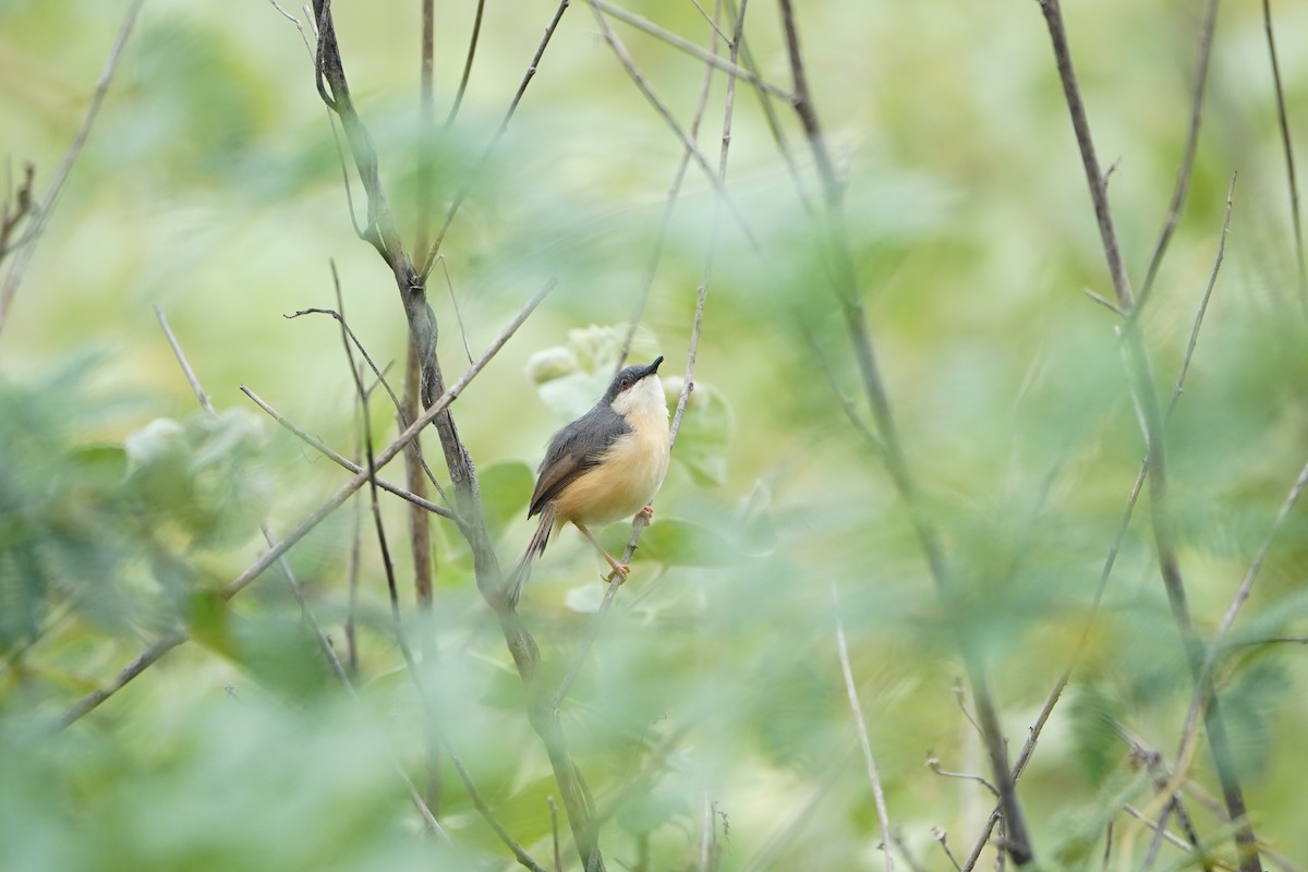 Ashy Prinia - ML645881301