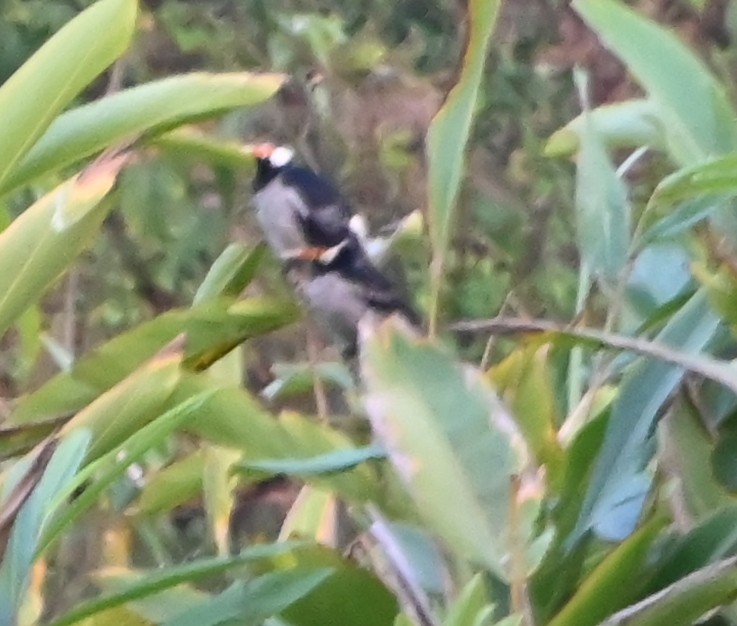 Indian Pied Starling - ML645881302