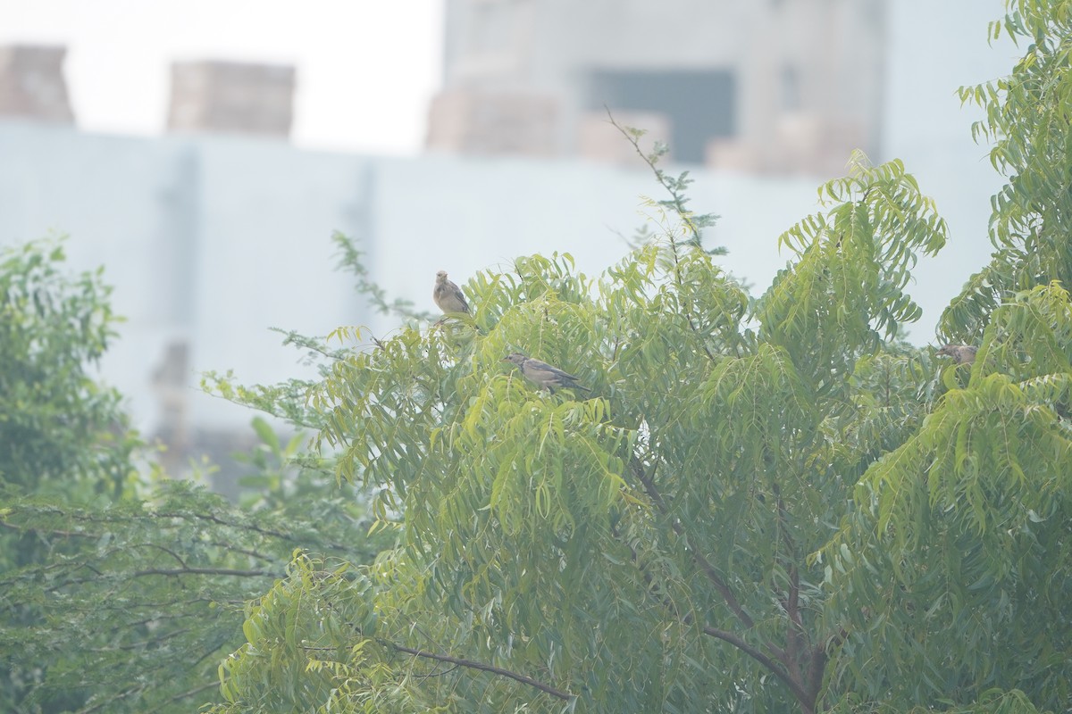 Rosy Starling - ML645881304