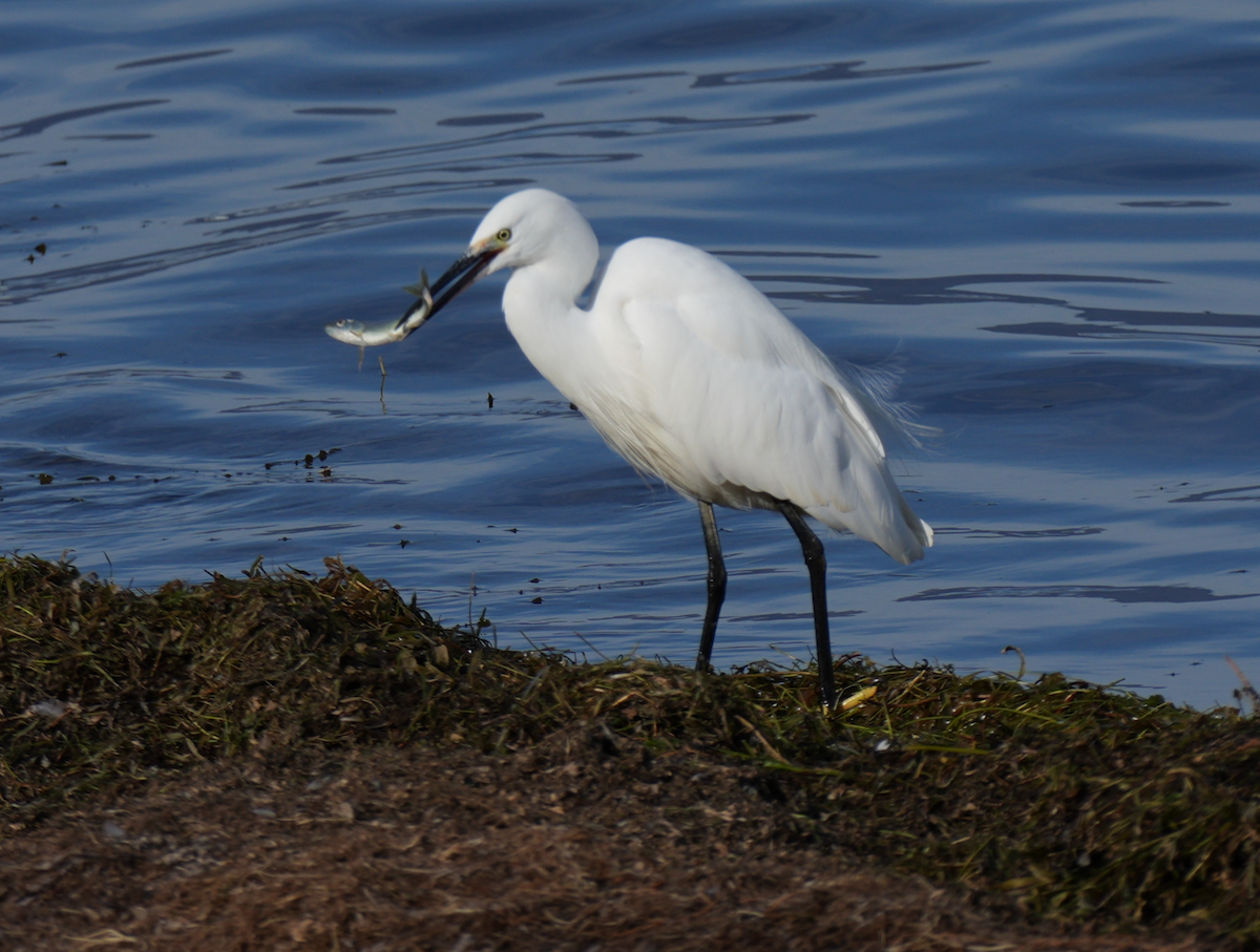 小白鷺 - ML645881308