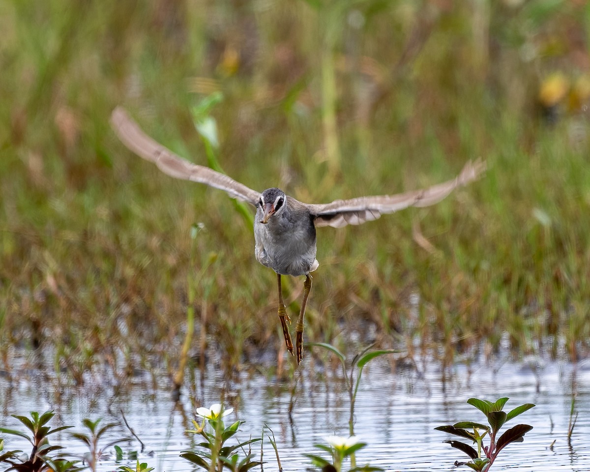 White-browed Crake - ML645881317
