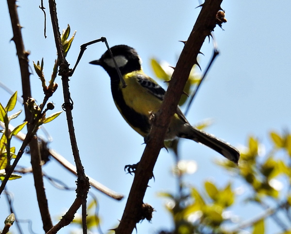 Carbonero Dorsiverde - ML645881318