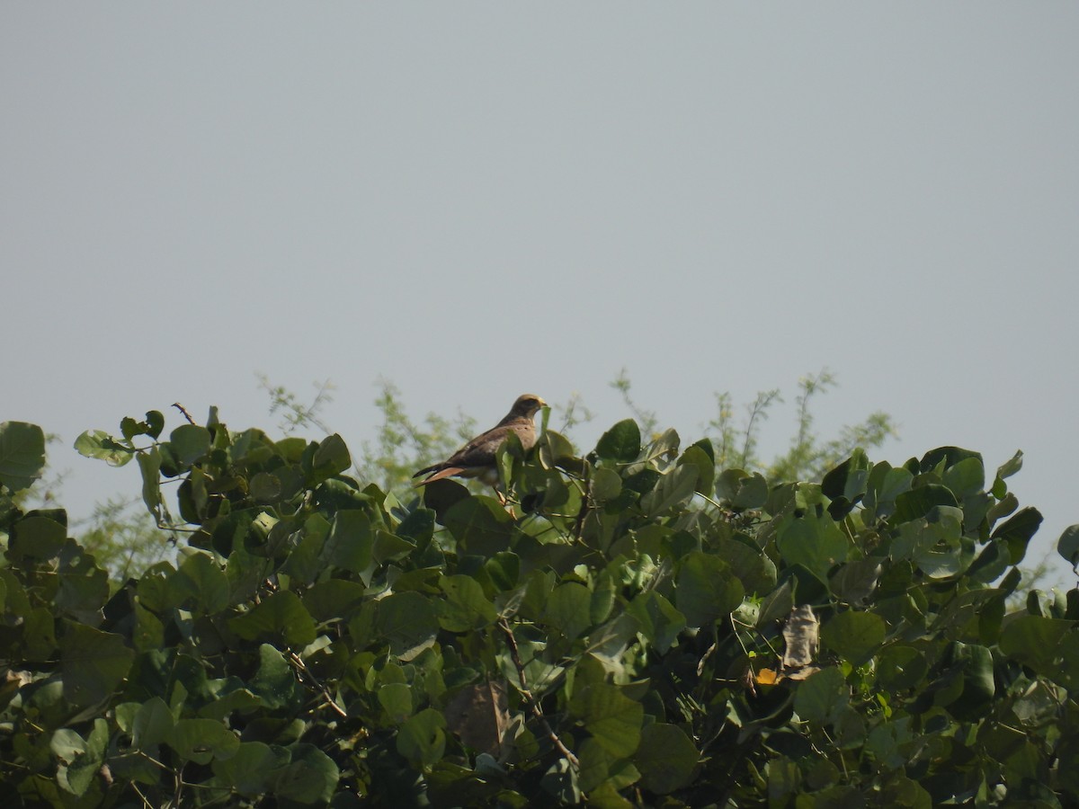 White-eyed Buzzard - ML645881324