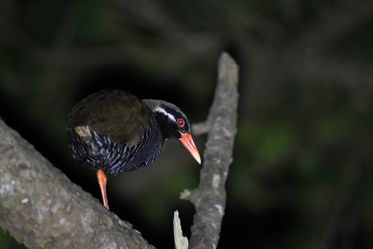 okinawarikse - ML645881332