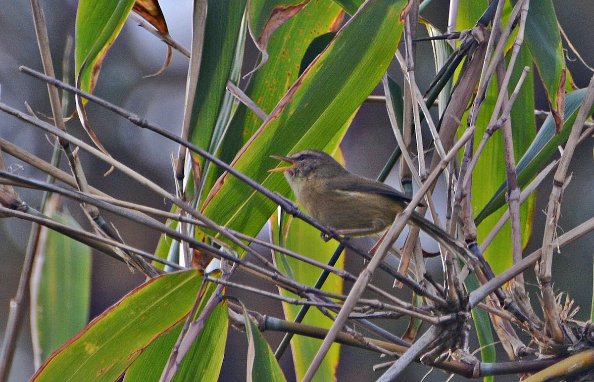 gusjesanger - ML645881342