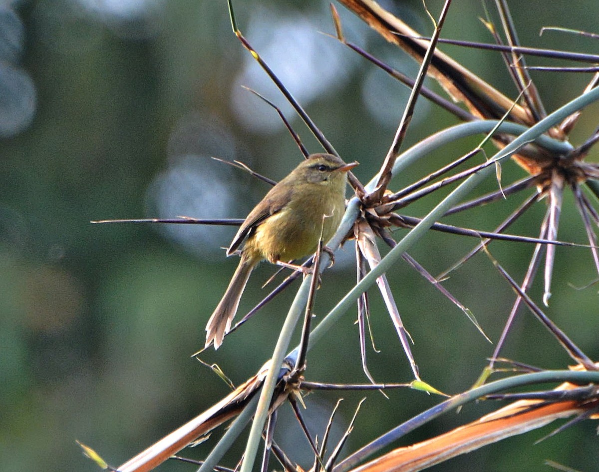 gusjesanger - ML645881343