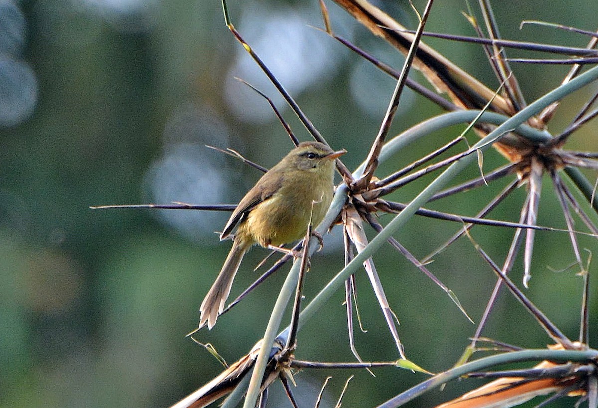 gusjesanger - ML645881344