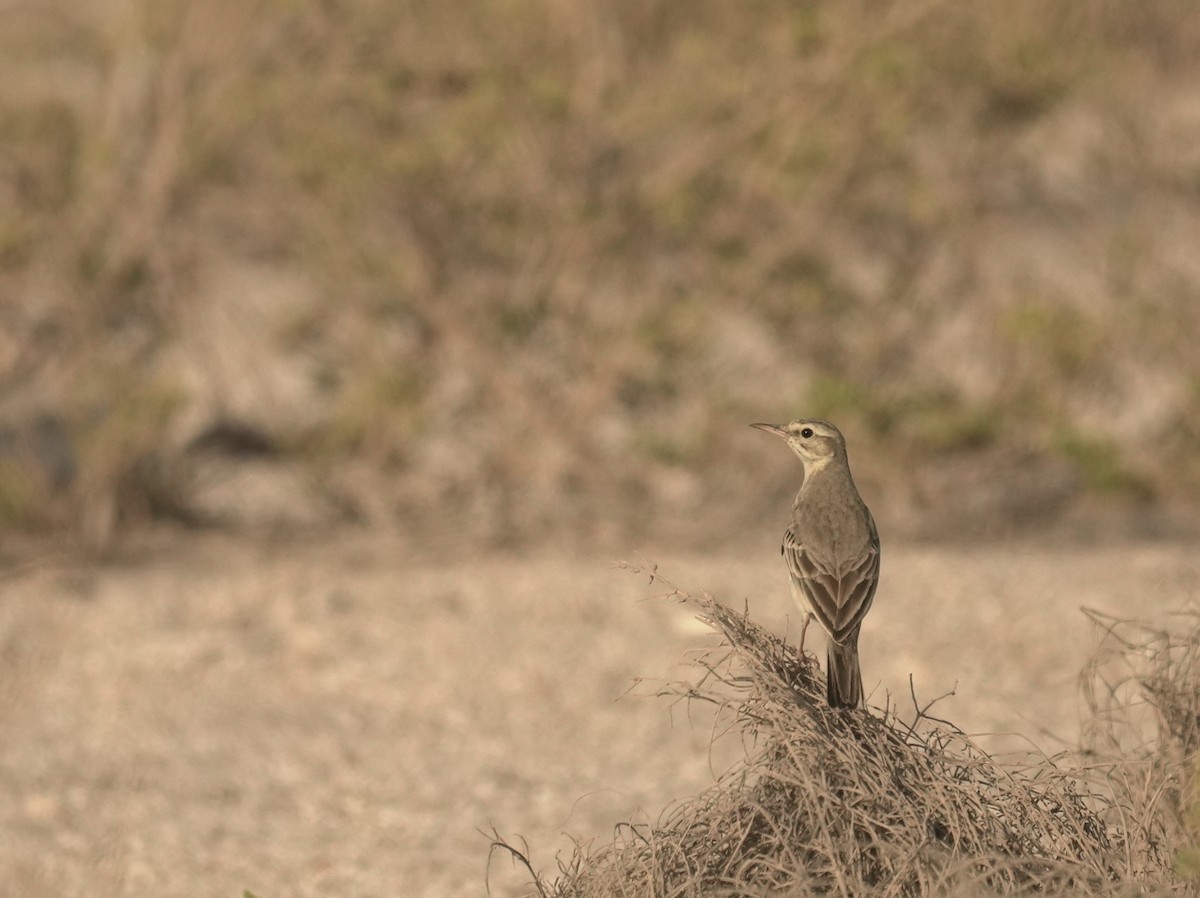 markpiplerke - ML645881346