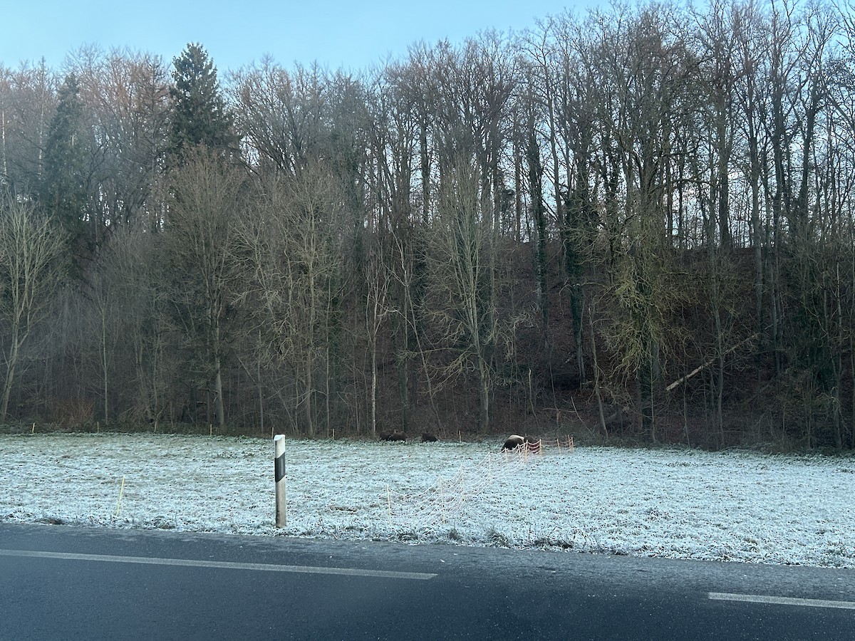 Domestic Sheep - ML645881350