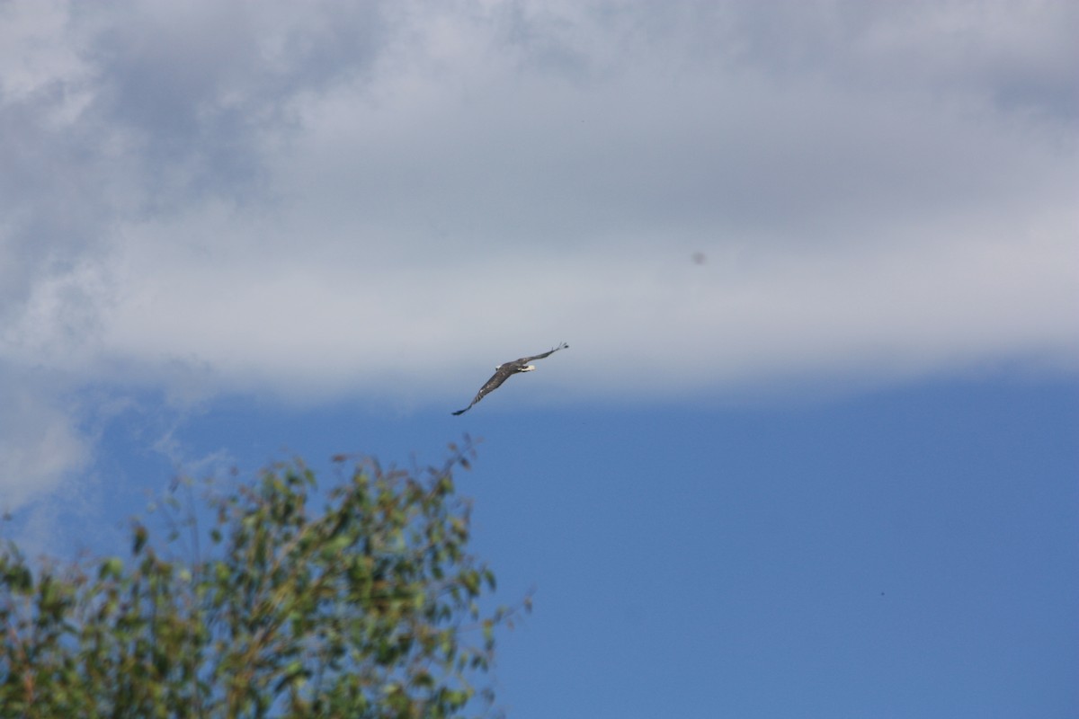 hvitbukhavørn - ML645881353