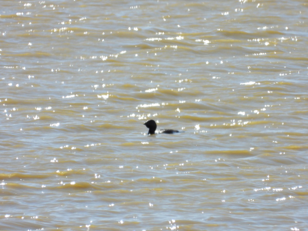 pungand - ML645881354