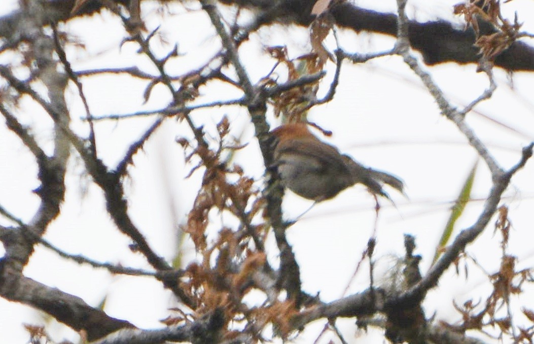 flekkbuttnebb - ML645881361