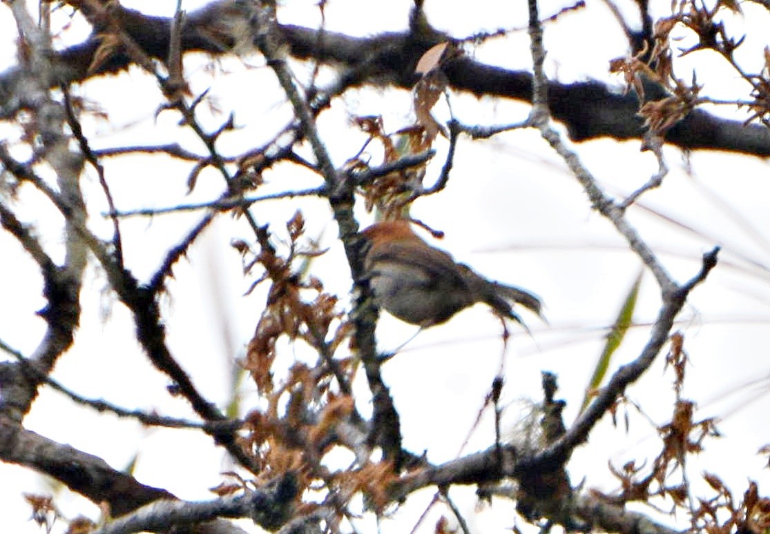 flekkbuttnebb - ML645881362