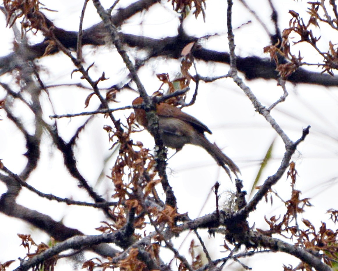 flekkbuttnebb - ML645881363