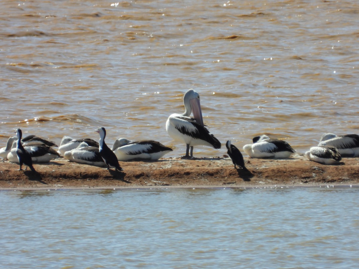 australiapelikan - ML645881364