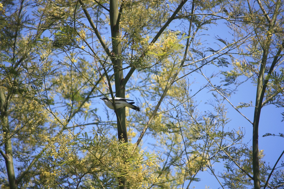 hvitvingetrillefugl - ML645881365