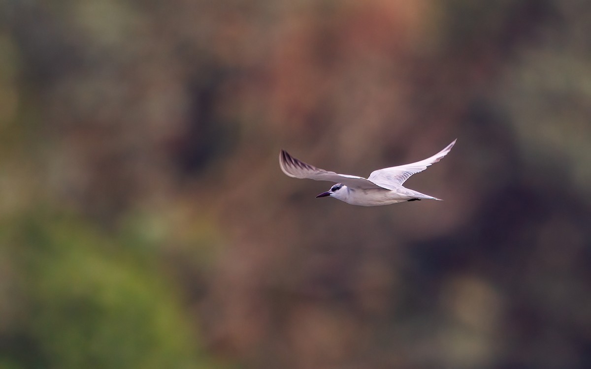 hvitkinnsvartterne - ML645881366