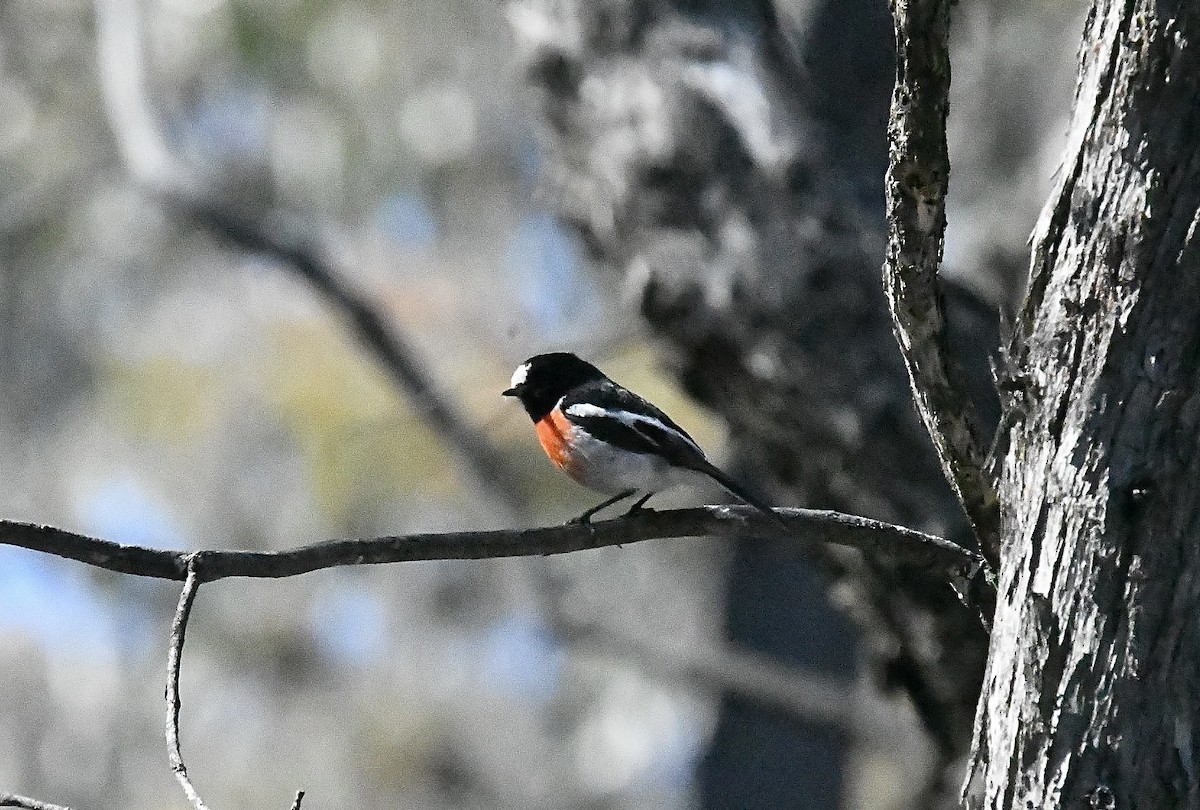 skarlagenflueskvett - ML645881367