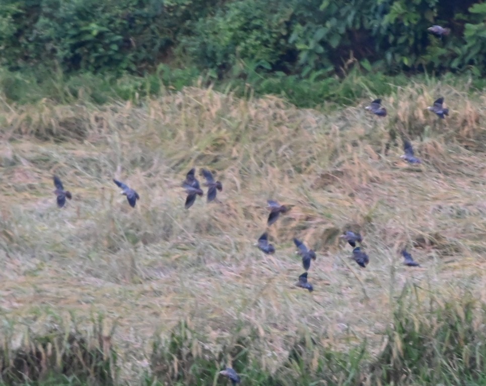 gråhodestær - ML645881371