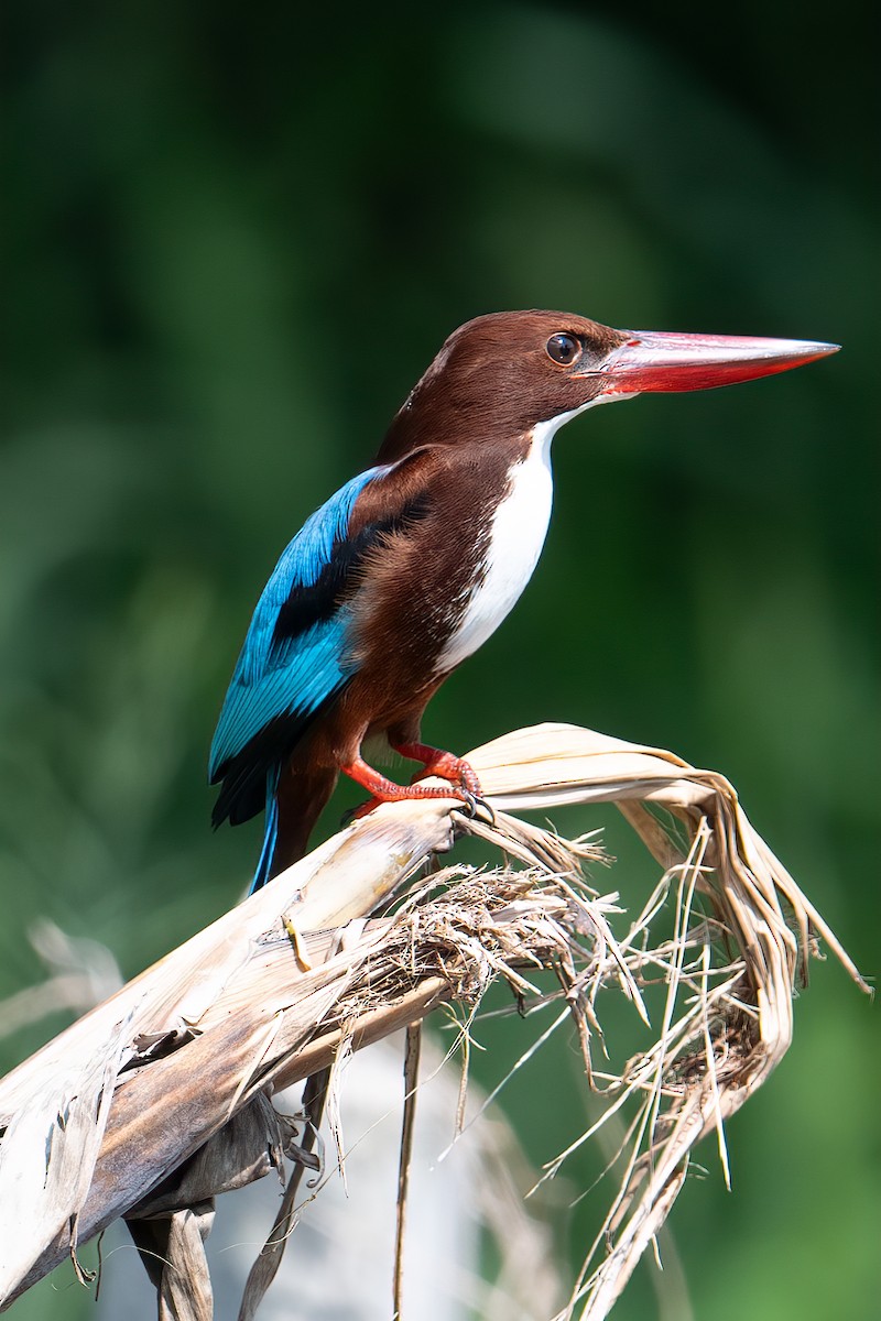 kastanjeisfugl - ML645881375