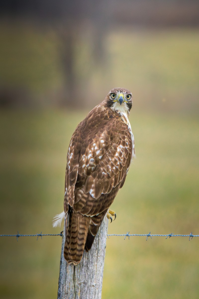 rødstjertvåk - ML645881376