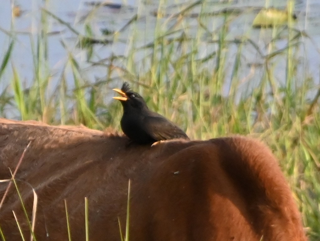 Great Myna - ML645881378