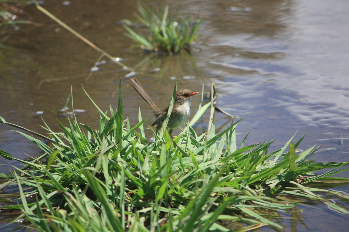 ルリオーストラリアムシクイ - ML645881379